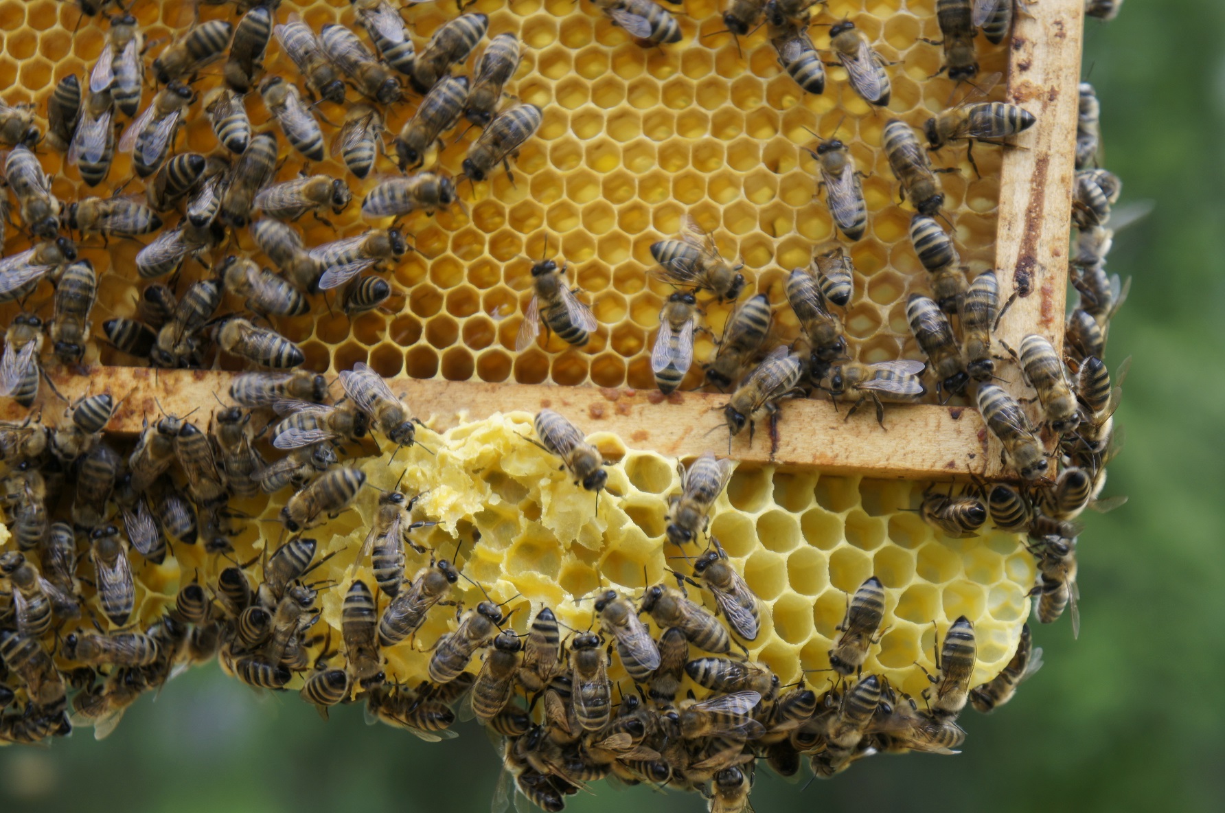 Wielki Dzień Pszczół. Sprawdź, jak samodzielnie dbać o populację zapylaczy 